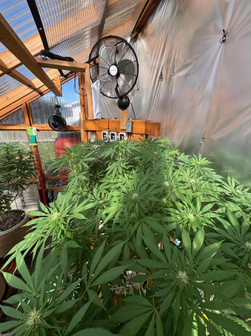 Blue Dynamite - Summer 2026. Week 21 - Greenhouse Back Bench - Day 143