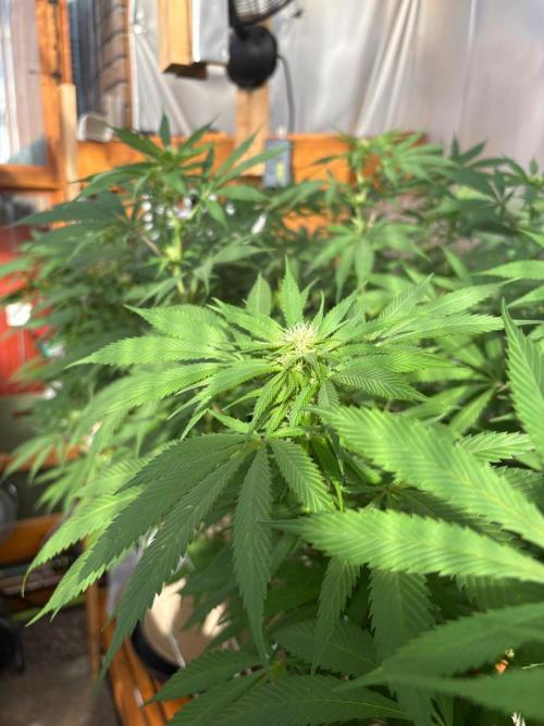 Blue Dynamite - Summer 2026. Week 21 - Blue Dynamite #1 - Day 142