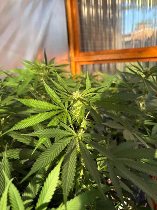 Blue Dynamite - Summer 2026. Week 21 - Blue Dynamite #1 -Day  143