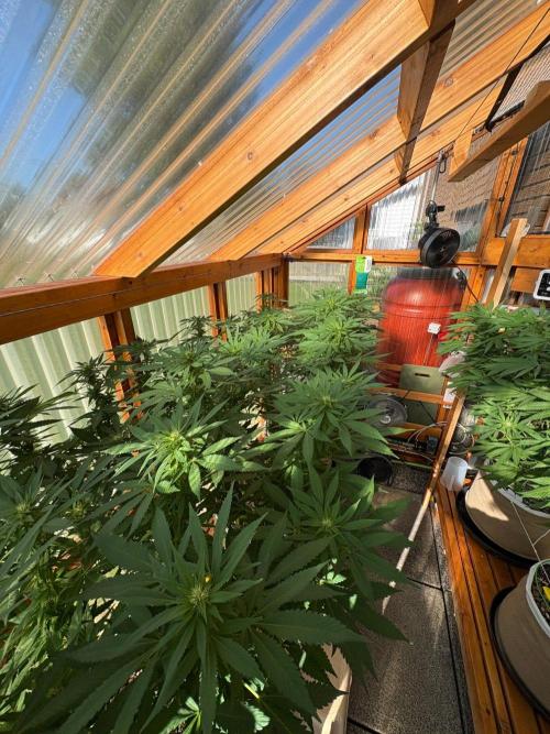 Purple Romulan - Summer 2026. Week 21 - Greenhouse Front Bench - Day 142