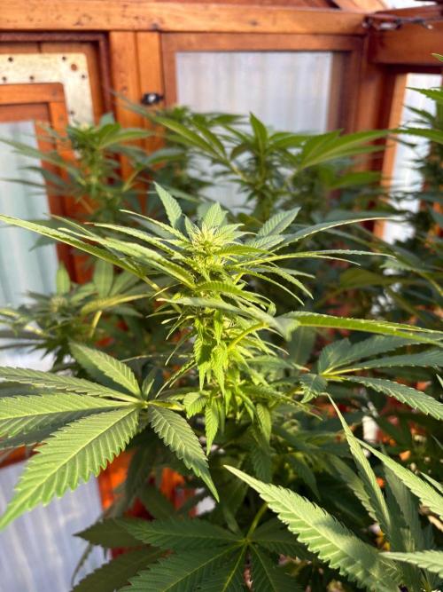 Purple Romulan - Summer 2026. Week 21 - Purple Romulan #2 - Day 142