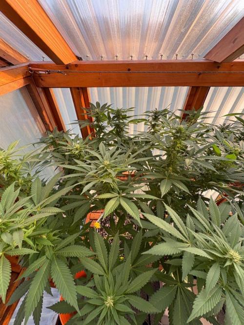 Purple Romulan - Summer 2026. Week 21 - Purple Romulan #1 - Day 142