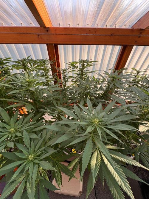 Purple Romulan - Summer 2026. Week 21 - Purple Romulan #2 - Day 142
