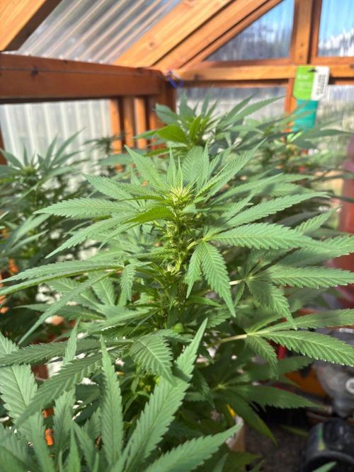 Purple Romulan - Summer 2026. Week 21 - Purple Romulan #1 - Day 143