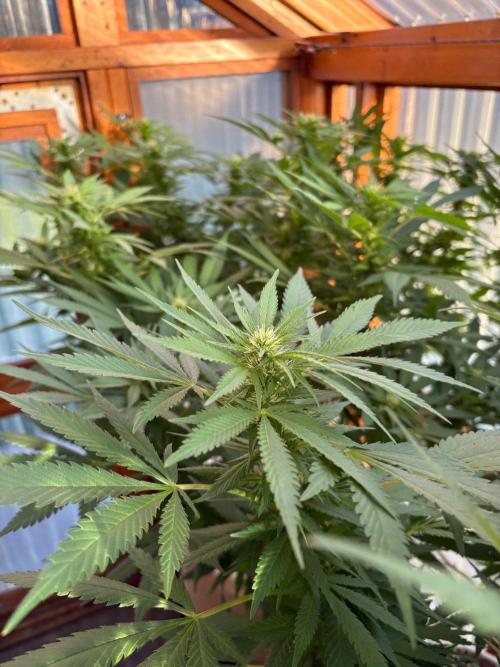 Purple Romulan. Week 21