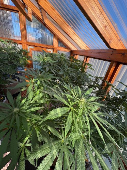 Purple Romulan - Summer 2026. Week 21 - Greenhouse Back Bench - Day 144