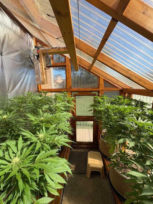 GrapeGod - Summer 2026. Week 22 - Greenhouse - Day 149