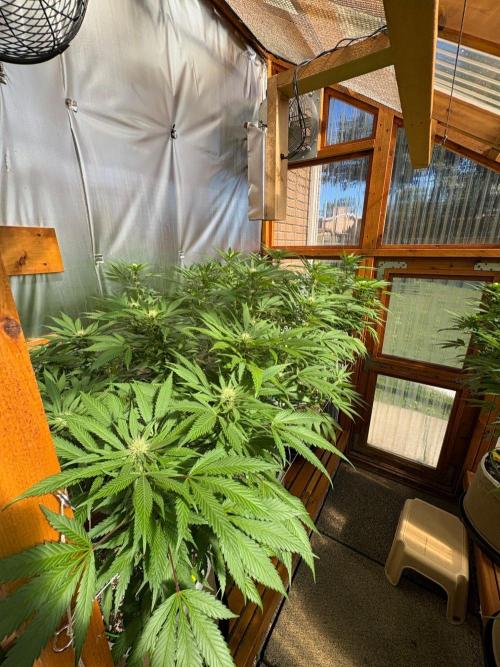 GrapeGod - Summer 2026. Week 22 - Greenhouse Back Bench - Day 149