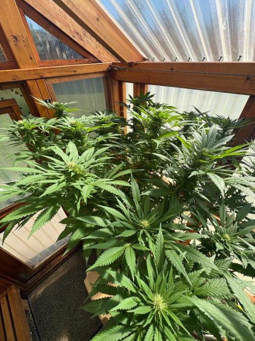 Purple Romulan - Summer 2026. Week 22 - Purple Romulan #1 - Day 149
