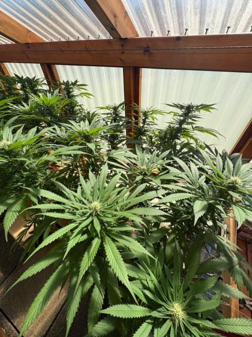 Purple Romulan - Summer 2026. Week 22 - Purple Romulan #2 - Day 149