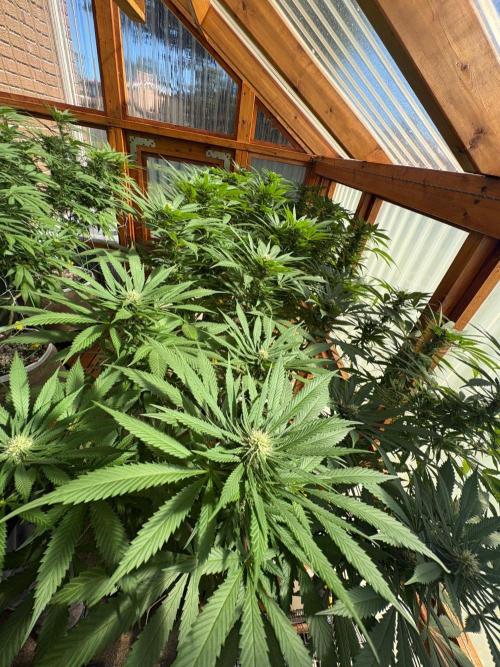 Purple Romulan - Summer 2026. Week 22 - Greenhouse Front Bench - Day 149