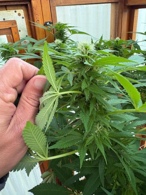 Purple Romulan - Summer 2026. Week 22 - Purple Romulan #1 - Day 151