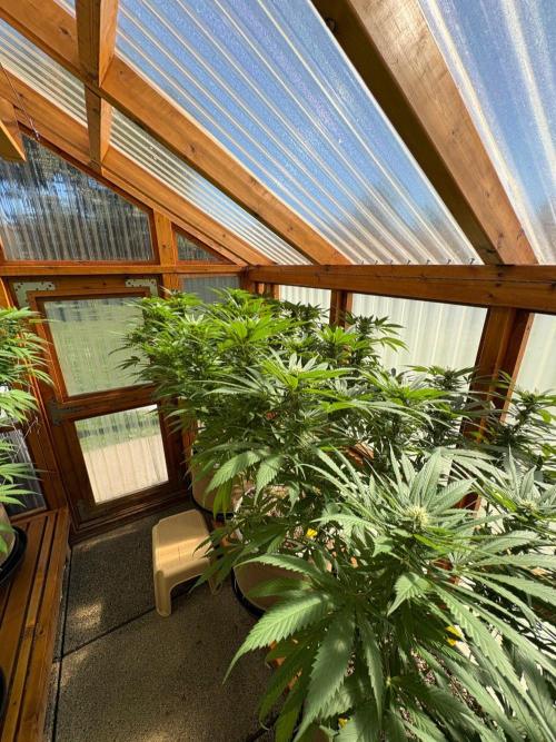 Purple Romulan - Summer 2026. Week 22 - Greenhouse Front Bench - Day 149