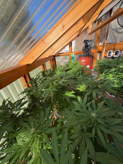Purple Romulan - Summer 2026. Week 22 - Greenhouse Front Bench - Day 152