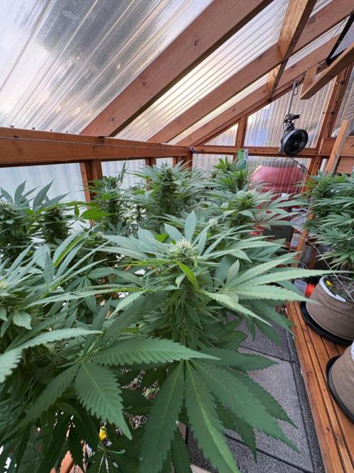 Purple Romulan - Summer 2026. Week 22 - Purple Romulan #1 - Day 154