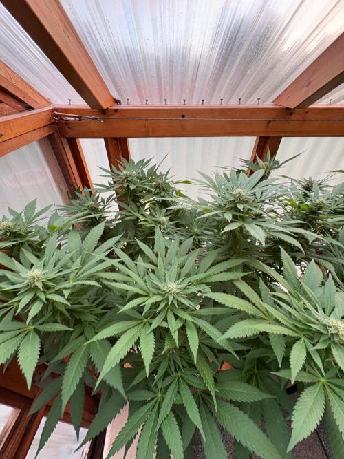 Purple Romulan - Summer 2026. Week 22 - Purple Romulan #1 - Day 154