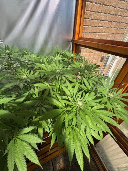 Blue Dynamite - Summer 2026. Week 22 - Blue Dynamite #1 - Day 149