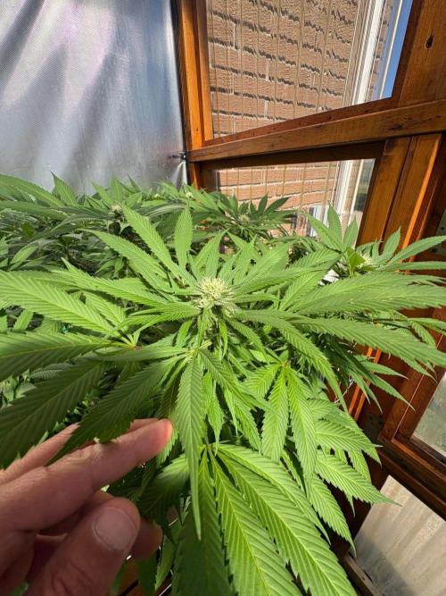 Blue Dynamite - Summer 2026. Week 22 - Blue Dynamite #1 - Day 149