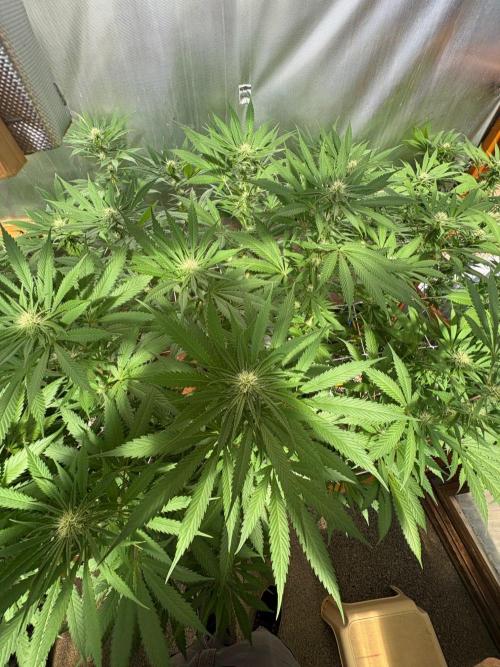 Blue Dynamite - Summer 2026. Week 22 - Blue Dynamite #2 - Day 149