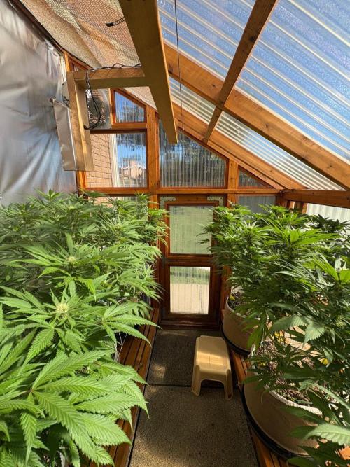 Blue Dynamite - Summer 2026. Week 22 - Greenhouse - Day 149