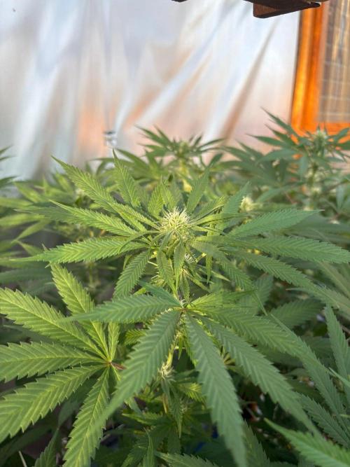 Blue Dynamite - Summer 2026. Week 22 - Blue Dynamite #2 - Day 149