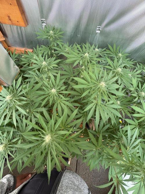 Blue Dynamite - Summer 2026. Week 22 - Blue Dynamite #2 - Day 151