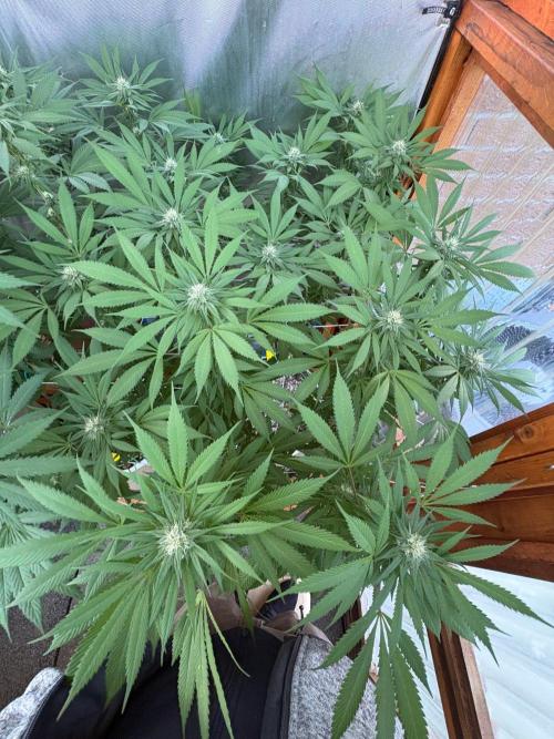 Blue Dynamite - Summer 2026. Week 22 - Blue Dynamite #1 - Day 151