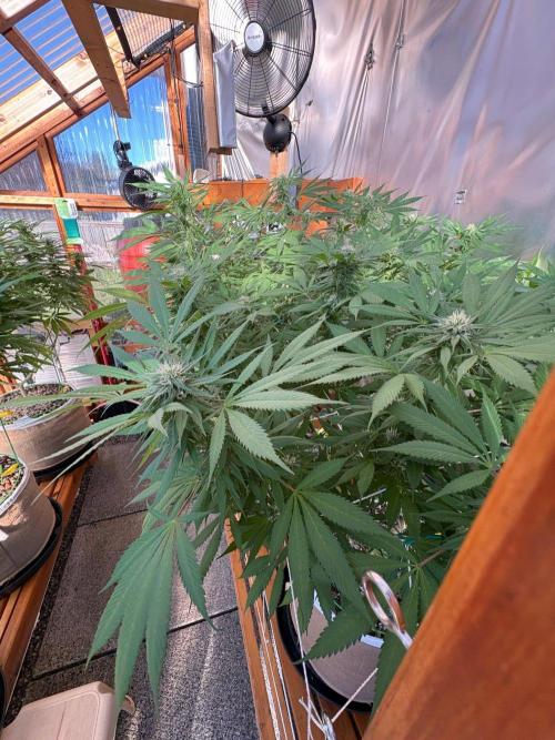 Blue Dynamite - Summer 2026. Week 22 - Greenhouse Back Bench - Day 152