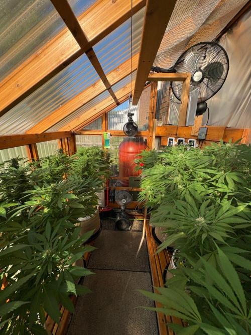 Blue Dynamite - Summer 2026. Week 22 - Greenhouse - Day 152