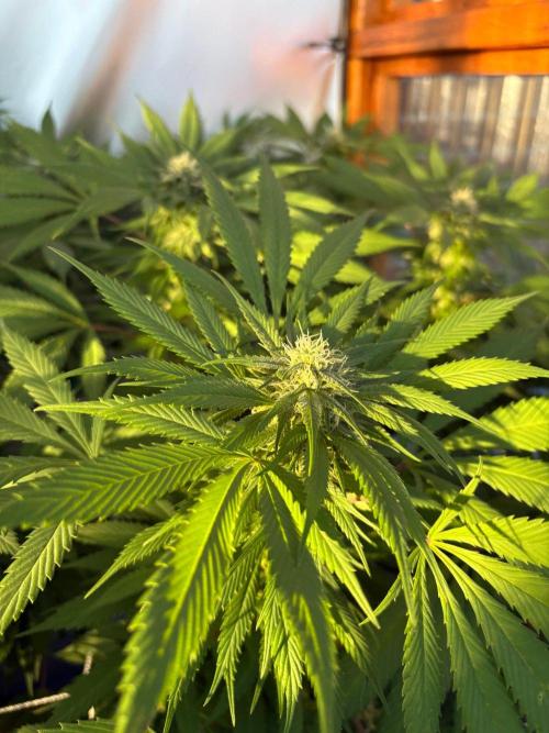Blue Dynamite - Summer 2026. Week 22 - Blue Dynamite #1 -Day 152