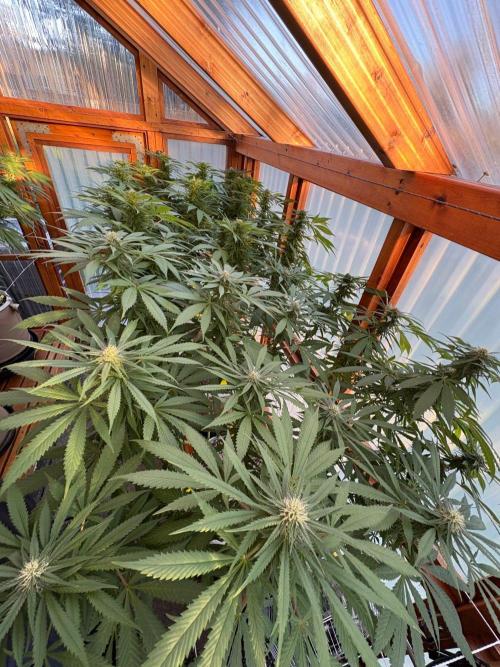 Blue Dynamite - Summer 2026. Week 22 - Grenhouse Front Bench - Day 152