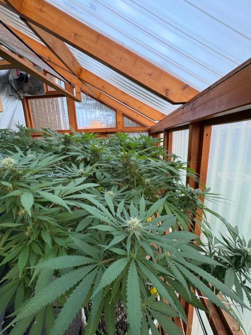 Blue Dynamite - Summer 2026. Week 22 - Greenhouse Front Bench - Day 154