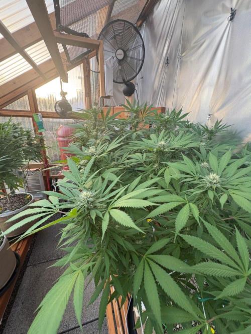 Blue Dynamite - Summer 2026. Week 22 - Greenhouse Back Bench - Day 154