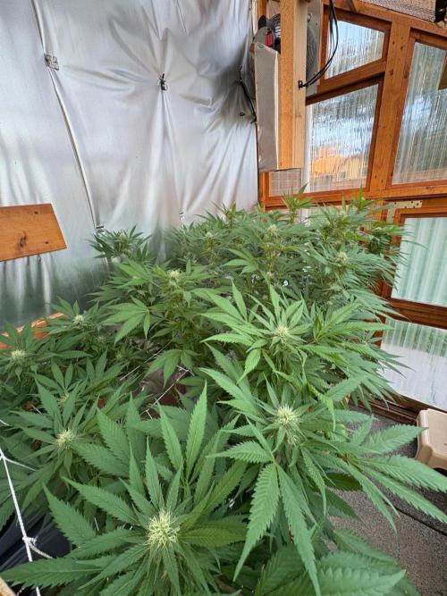 Blue Dynamite - Summer 2026. Week 22 - Greenhouse Back Bench - Day 154