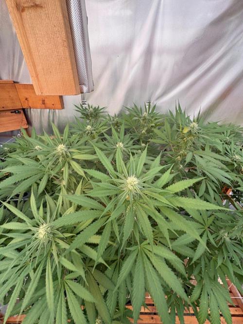 Blue Dynamite - Summer 2026. Week 22 - Blue Dynamite #2 - Day 154