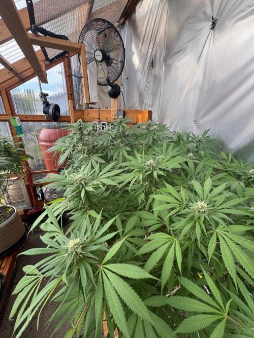 GrapeGod - Summer 2026. Week 23 - Greenhouse Back Bench - Day 155