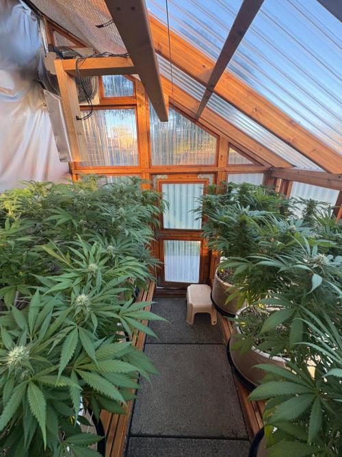 GrapeGod. Week 23