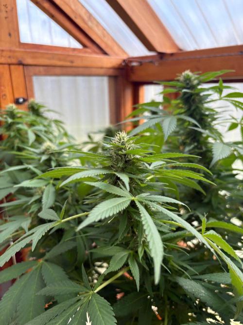 Purple Romulan - Summer 2026. Week 23 - Purple Romulan #1 - Day 155