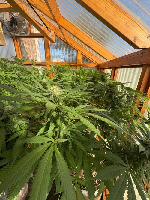 Purple Romulan - Summer 2026. Week 23 - Greenhouse Front Bench - Day 157