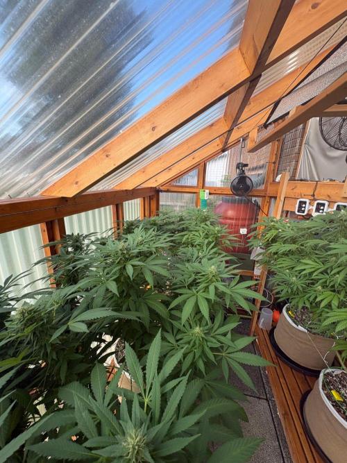 Purple Romulan - Summer 2026. Week 23 - Greenhouse Front Bench - Day 159