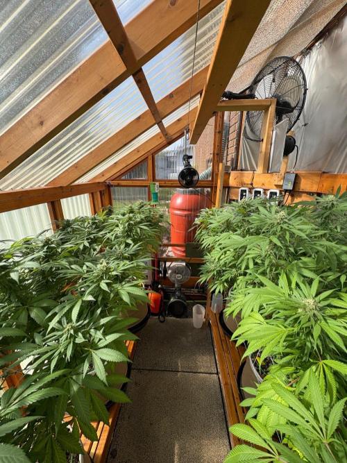 GrapeGod - Summer 2026. Week 24 - Greenhouse - Day 164