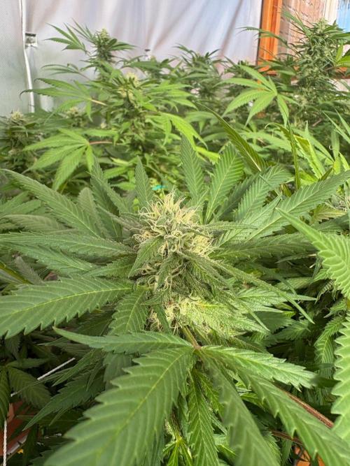 GrapeGod. Week 24