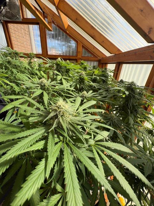 Purple Romulan - Summer 2026. Week 24 - Greenhouse Front Bench - Day 164