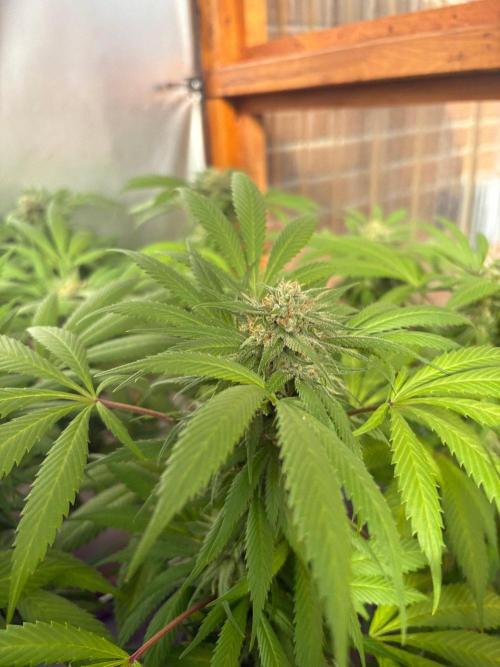 Blue Dynamite - Summer 2026. Week 24 - Blue Dynamite #1 - Day 168