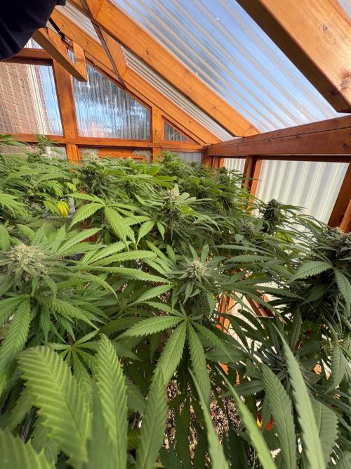Drip Irrigation from Rain Barrel. Week 24