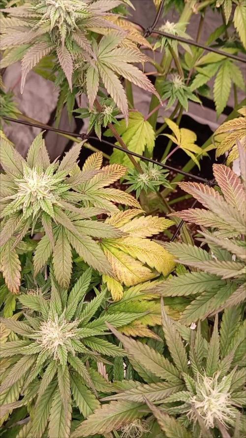 Adopting Eleven Roses week 1 flower