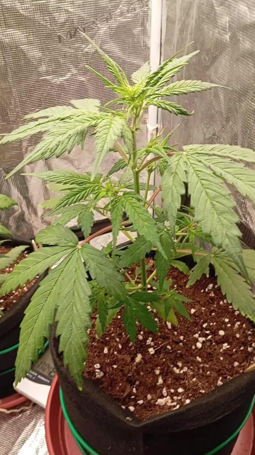 🍌FB42💜- First time Indoor Grow