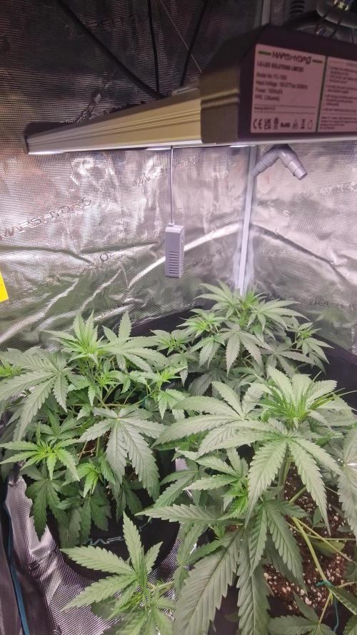 🍍FB42🍍- indoor grow 4