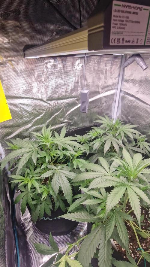 🍍FB42🍍- indoor grow 4