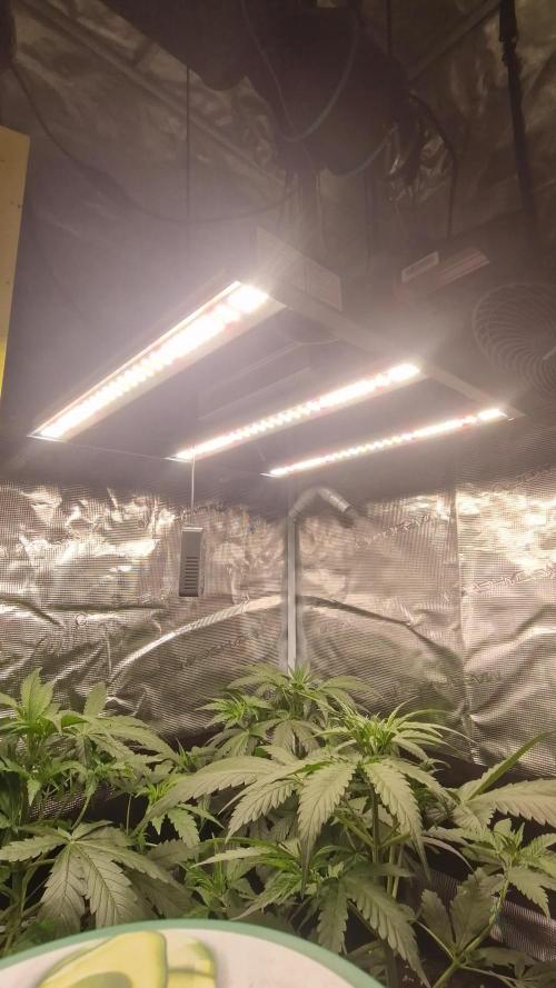🍍FB42🍍- indoor grow 4